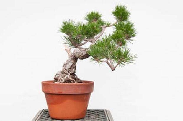 湾岛盆景的第十五届年度展览将于明天举行