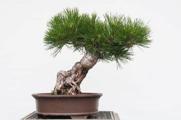 湾岛盆景的第十五届年度展览将于明天举行