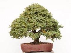 湾岛盆景的第十五届年度展览 图片