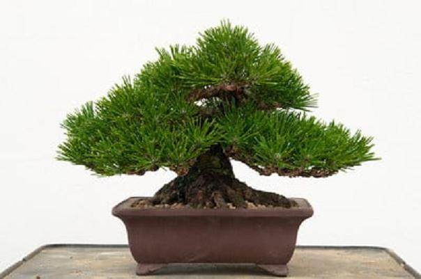 湾岛盆景的第十三届年度展上的黑松盆景