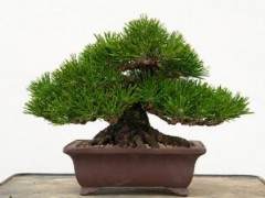 湾岛盆景的第十三届年度展上的黑松盆景