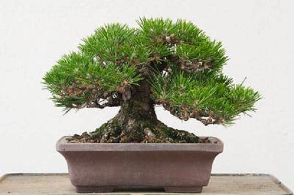 湾岛盆景的第十三届年度展上的黑松盆景