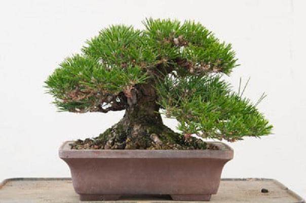 湾岛盆景的第十三届年度展上的黑松盆景