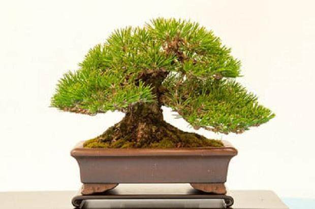 湾岛盆景第15届年度展览中的黑松