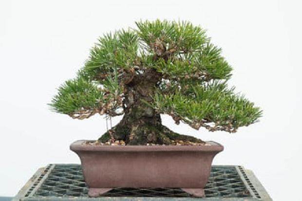 湾岛盆景第十五届年度展览中的黑松