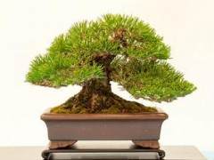 湾岛盆景第十五届年度展览中的黑松