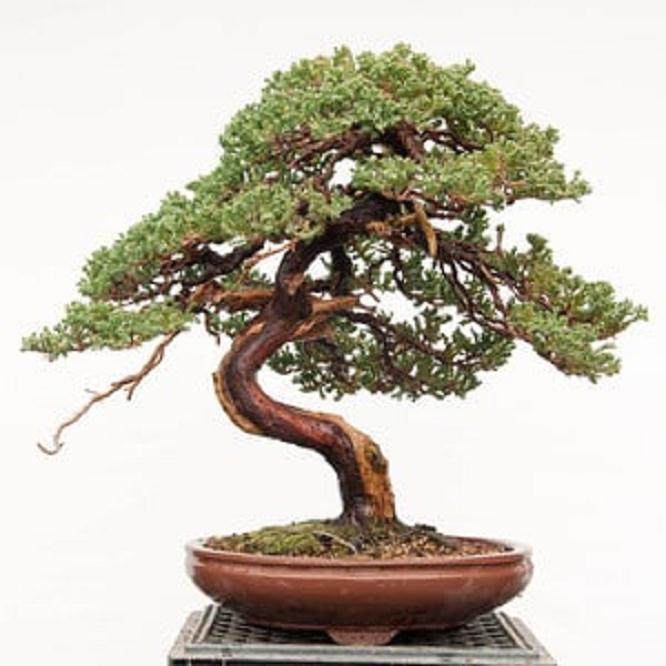 图解 如何修剪杜松盆景上枯枝落叶