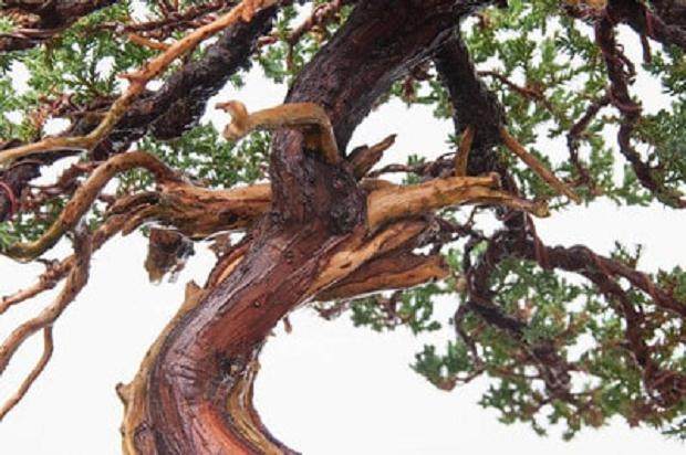 如何修剪杜松盆景上枯枝落叶？