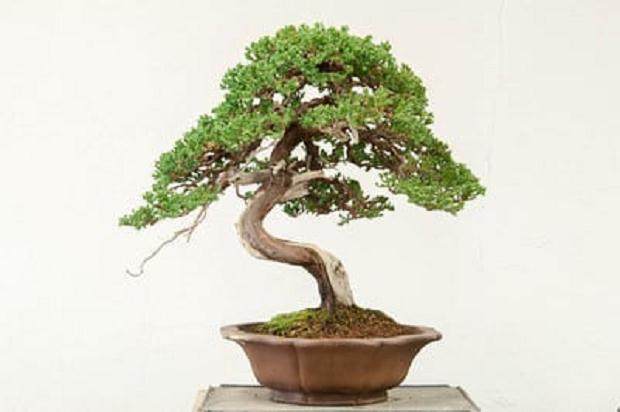 如何修剪杜松盆景上枯枝落叶？