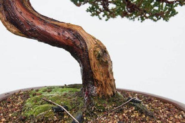 如何修剪杜松盆景上枯枝落叶？