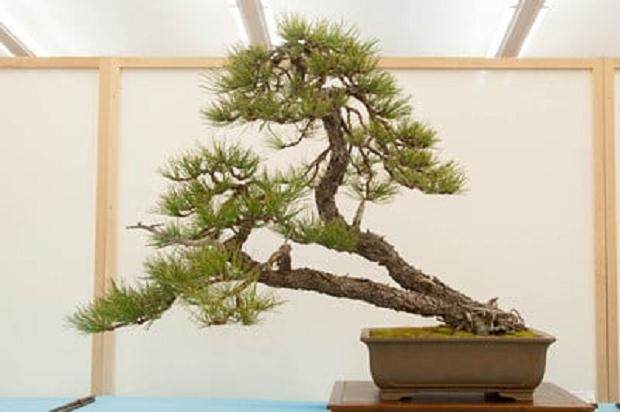 参观湾岛盆景第15届年度展览