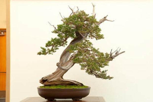 参观湾岛盆景第15届年度展览