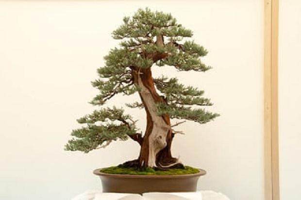 参观湾岛盆景第15届年度展览