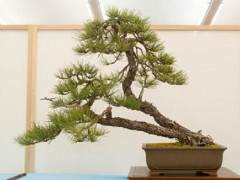 参观湾岛盆景第十五届年度展览