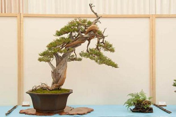 更多来自湾岛盆景第十五届年度展览