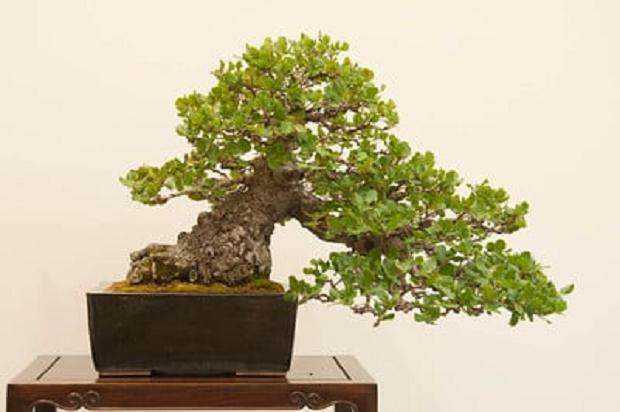 更多来自湾岛盆景第十五届年度展览