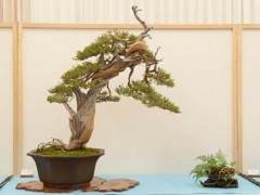 更多来自湾岛盆景第十五届年度展览