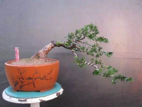 雀舌罗汉松盆景的制作与养护