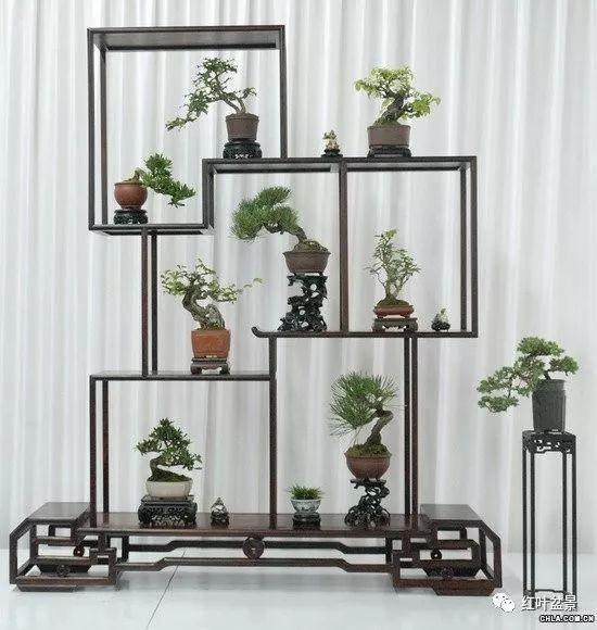 小型盆景如何度过炎炎夏季