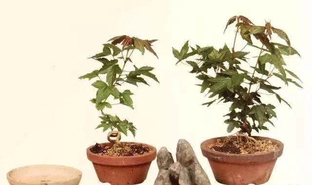 图解 半附石老桩盆景如何制作的方法