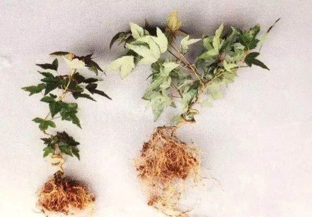 图解 半附石老桩盆景如何制作的方法