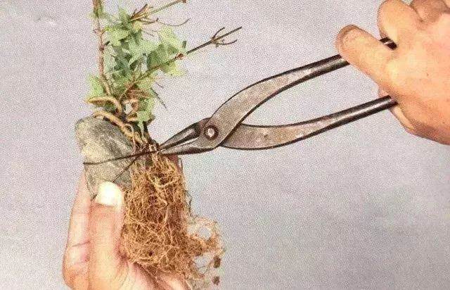 图解 半附石老桩盆景如何制作的方法