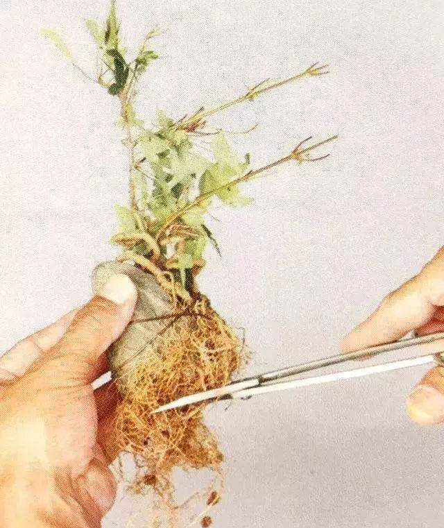 图解 半附石老桩盆景如何制作的方法