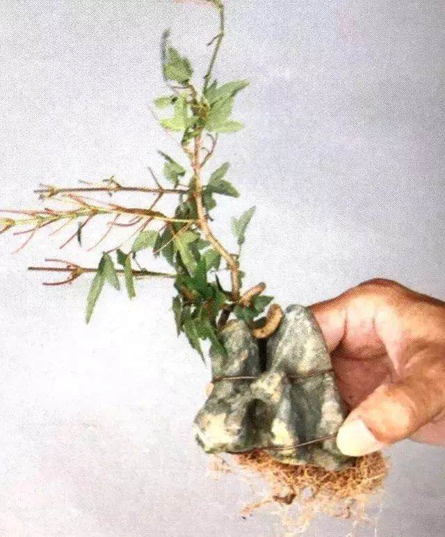 图解 半附石老桩盆景如何制作的方法