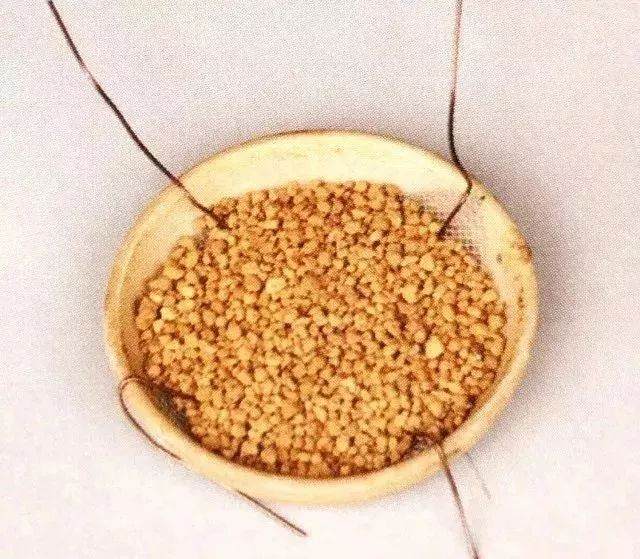 图解 半附石老桩盆景如何制作的方法