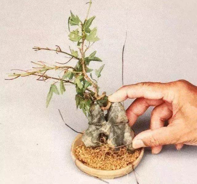 图解 半附石老桩盆景如何制作的方法