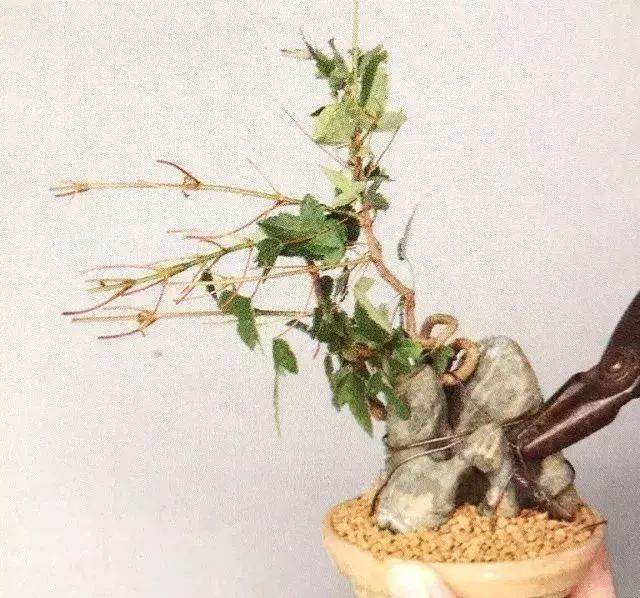 图解 半附石老桩盆景如何制作的方法