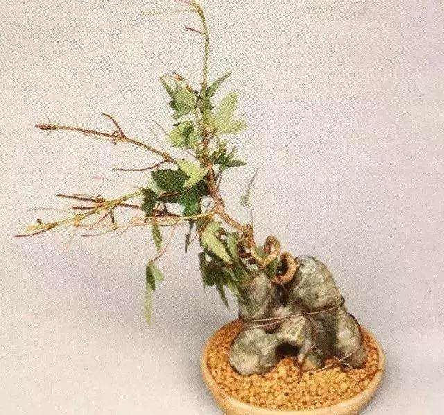 图解 半附石老桩盆景如何制作的方法