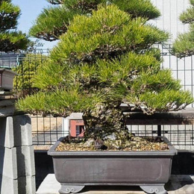 参观日本本田先生的盆景花园