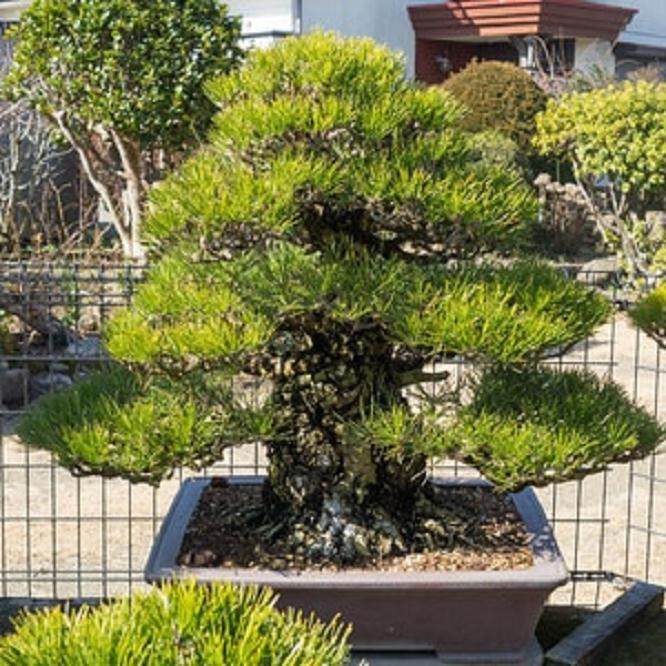 参观日本本田先生的盆景花园