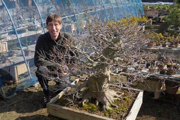 访问福永先生的枫树盆景