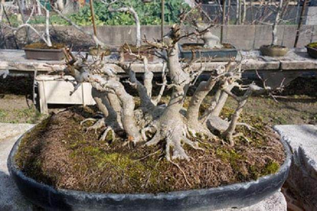 访问福永先生的枫树盆景