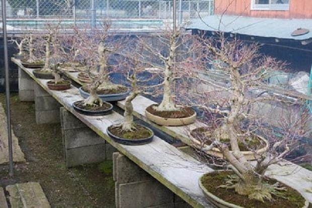 访问福永先生的枫树盆景