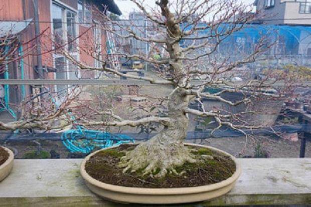 访问福永先生的枫树盆景