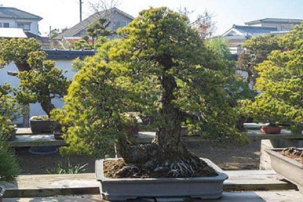 访问九州南部的盆景爱好者福永先生