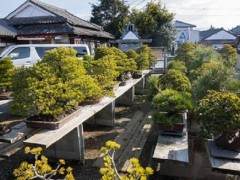 访问九州南部的盆景爱好者福永先生