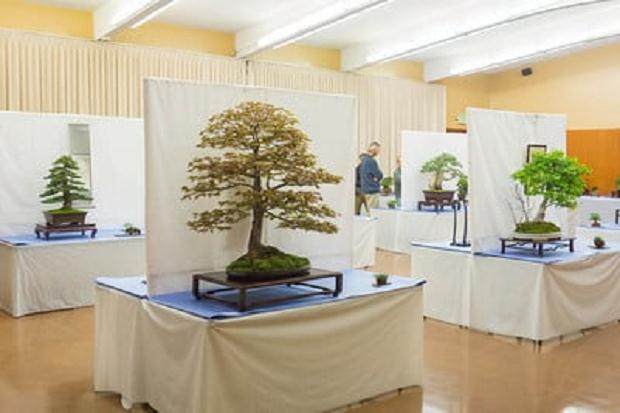 来自湾区盆景协会第32届年度大型盆景展