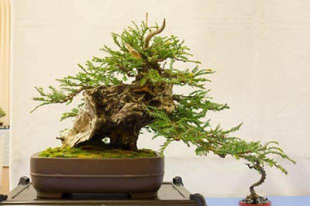 来自湾区盆景协会第32届年度大型盆景展