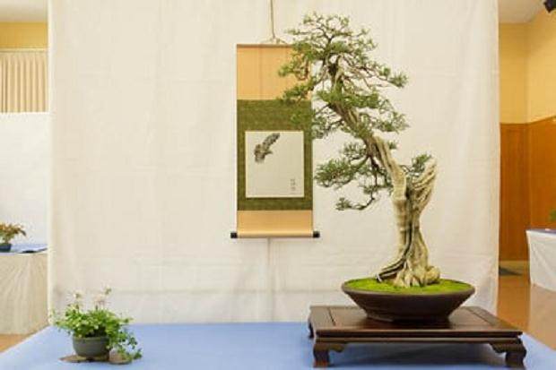 来自湾区盆景协会第32届年度大型盆景展