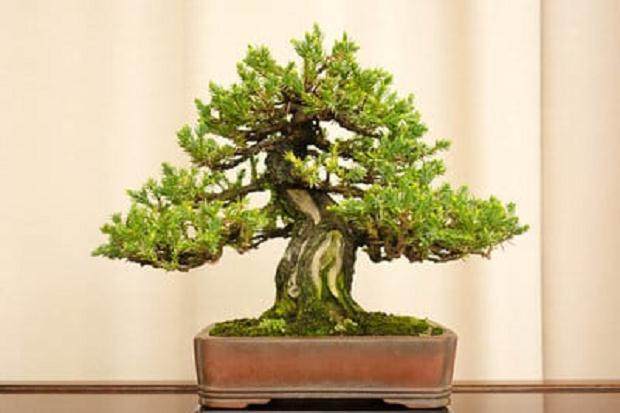 湾区盆景协会在加州奥克兰举办了第32届年度展览