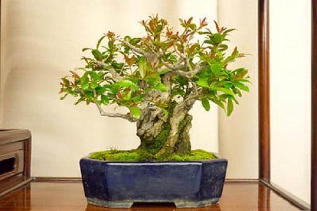 湾区盆景协会在加州奥克兰举办了第32届年度展览