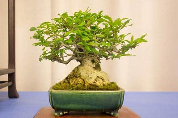 湾区盆景协会在加州奥克兰举办了第32届年度展览