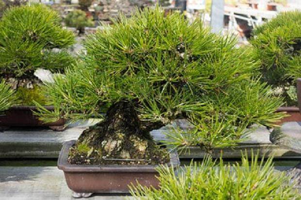 参观加寿园的小品松树盆景