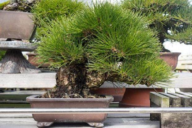 参观加寿园的小品松树盆景