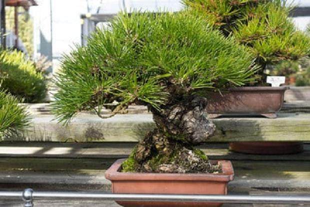 参观加寿园的小品松树盆景