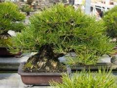 参观加寿园的小品松树盆景